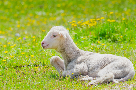 Cute little lamb resting in a meadowの写真素材