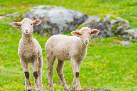 cutle little lambs on a rockの写真素材