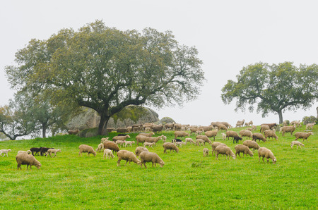 Extremadura Meadow  with lambs on a foggy dayの写真素材