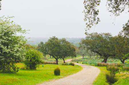 Extremadura Meadow  on a foggy day. Fog landscapeの写真素材