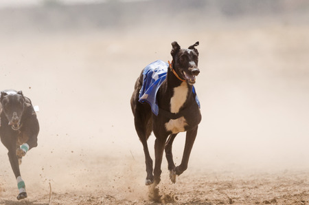 Greyhound at full speed during a raceの写真素材