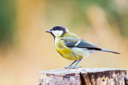 Great tit or parus major perched on a tree trunk in a fieldの写真素材