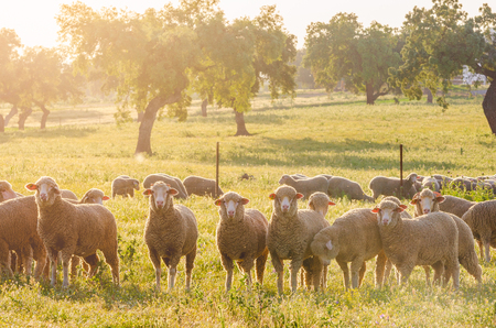 sheeps in the field looking at cameraの写真素材