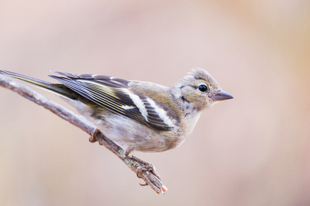 Close up portrait of female Fringilla coelebs or Pinzon vulgarの写真素材