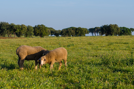 Merina sheep in meadow of Extremaduraの写真素材