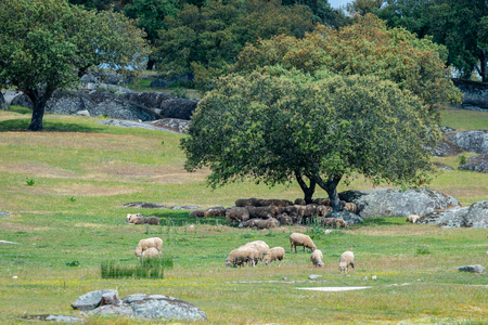 sheep resting in the shade of a treeの写真素材
