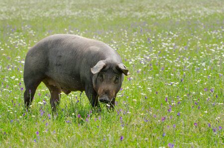 portrait of Iberian pig herd (pata negra) in a flower fieldの写真素材