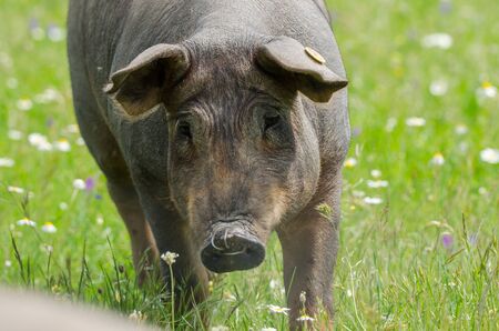 portrait of Iberian pig herd (pata negra) in a flower fieldの写真素材