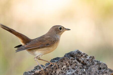 Luscinia megarhynchos or ruisenor comun perched on a branch