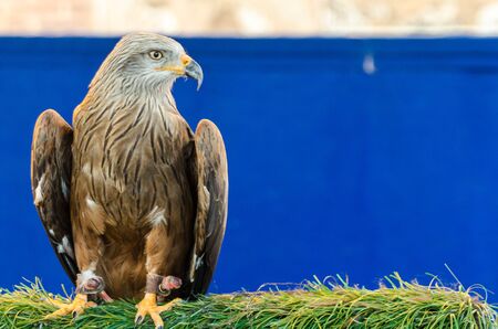 Black Kite, Milvus migrans, brown bird of prey sitting on the branch.
