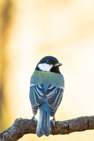 Great tit or parus major perched on a tree trunk in a fieldの写真素材