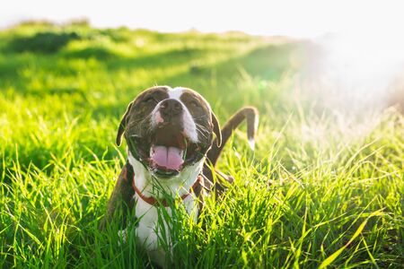Happy american Stanford or Staffordshire on the field with copy space for textの写真素材