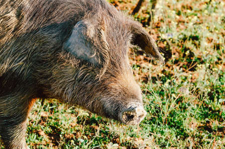 pigs in glassland at sunset, Extremadura, Spain