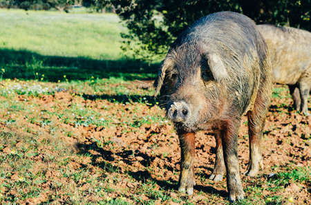 pigs in glassland at sunset, Extremadura, Spainの写真素材
