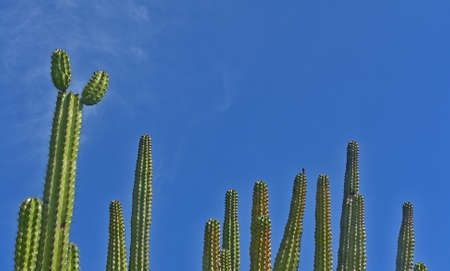 Several Cactus with horizon and blue sky background