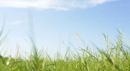 green pasture with blue sky and cloud