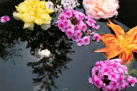 In the water, where trees and the sun are reflected, bright flowers float - phlox, roses, lily.の写真素材