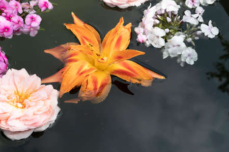 In the water, where clouds are reflected, bright flowers float - phlox, pink rose and lily.