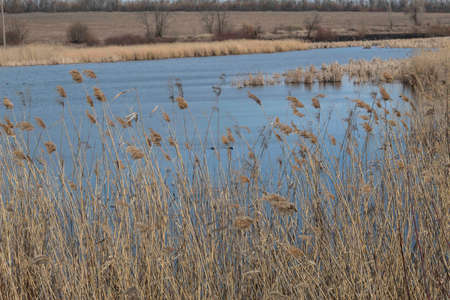 A small rural lake in early spring. Several wild ducks swim in the water. The lake is surrounded by...