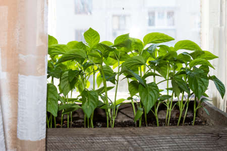 On the windowsill in the apartment growing seedlings of sweet pepper.の写真素材