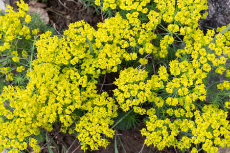 A herbaceous plant euphorbia blooms yellow in spring in the garden.