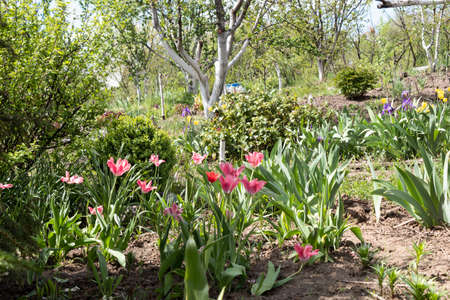 Spring garden with blooming tulips on a bright sunny day.の写真素材