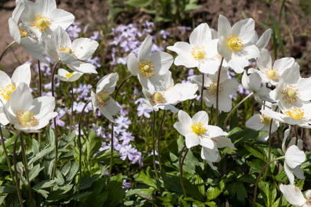 White anemone flowers on the background of creeping phlox.の写真素材