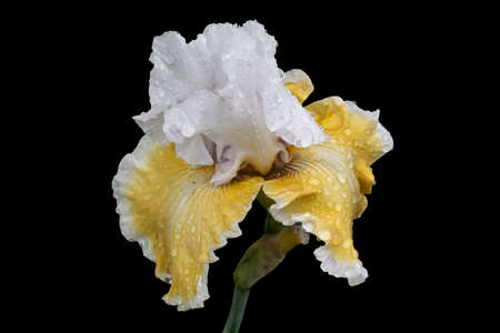 Isolate on a black background. A beautiful blooming iris called Sofia in raindrops.