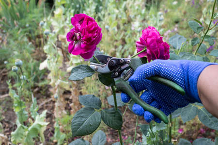 A hand in a blue glove holds a pruner and prunes faded roses.の写真素材