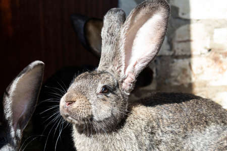 Portrait of a gray rabbit with big ears.