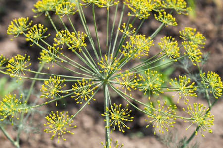 An openwork umbrella of blooming dill blossomed in the garden.
