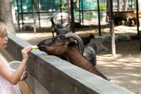 Kharkov, Ukraine. July, 4, 2020. Visits to parks after weakening of quarantine during coronavirus infection are allowed. In the park, a girl feeds a goat with vegetables.のeditorial素材
