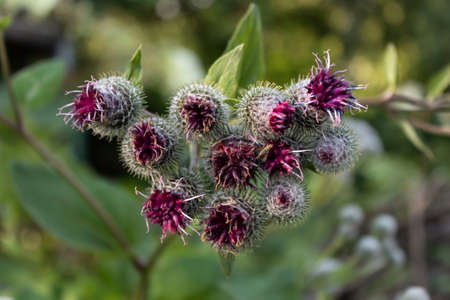 In summer, the plant blossomed, used both in cosmetology and in medicine, common burdock (lat....