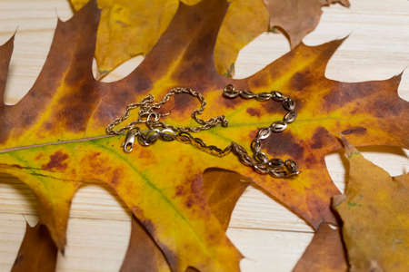 Gold jewelry bracelets lie on an oak autumn leaf.の写真素材
