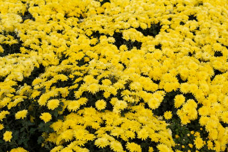 In autumn, many beautiful yellow chrysanthemums bloomed in the park.の写真素材