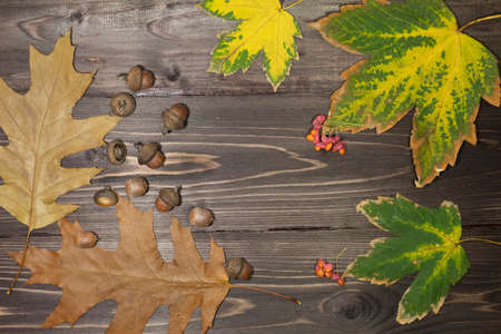 Autumn oak leaves, acorns and maple leaves lie on a dark wooden background.