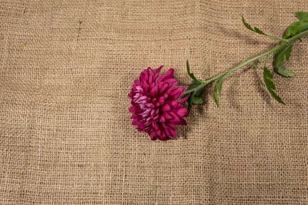 On the jute fabric lies an autumnal purple chrysanthemum.の写真素材