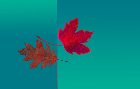 Oak and maple leaves lie on a bright background.