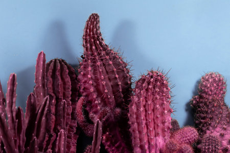 There are several different red cacti on a blue background.の写真素材
