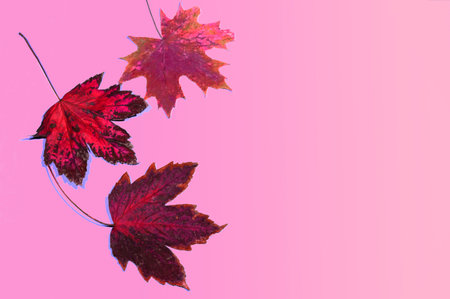 Three bright maple autumn leaves on a pink background.