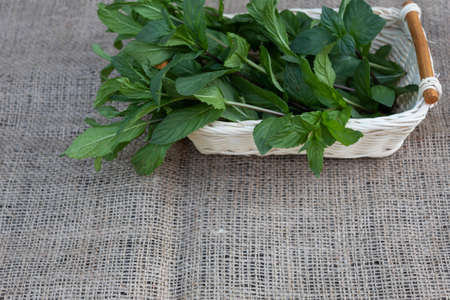 Cut peppermint leaves in a wicker basket.の写真素材