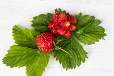 On the green leaves of the strawberry lie two berries - one normal, the other ugly due to lack of...