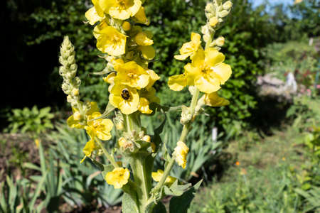 A plant used in medicine with soft felt leaves and yellow flowers called mullein or bear's ear (lat. Verbascum thapsus).の写真素材