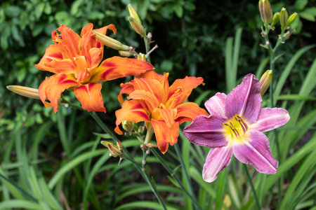 In summer, a beautiful double orange and lilac daylily blooms in the garden.の写真素材