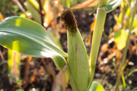 An ear of succulent sweet corn ripens on the bush.