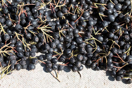 On a light background, there are drying chokeberry berries, which lower blood pressure.