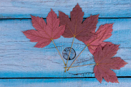 Four maple leaves of an unusual pink color lie on a blue wooden background.の写真素材