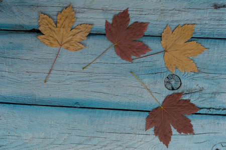 Four multicolored autumn maple leaves lie on a blue wooden background.の写真素材