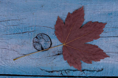 Close-up. A bright purple maple leaf lies on a blue wooden background.の写真素材