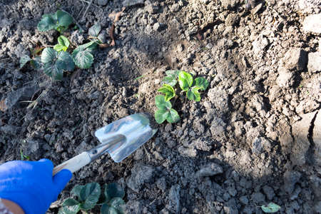 Autumn breeding of strawberries. A hand in a blue glove with a spatula digs out a young strawberry...